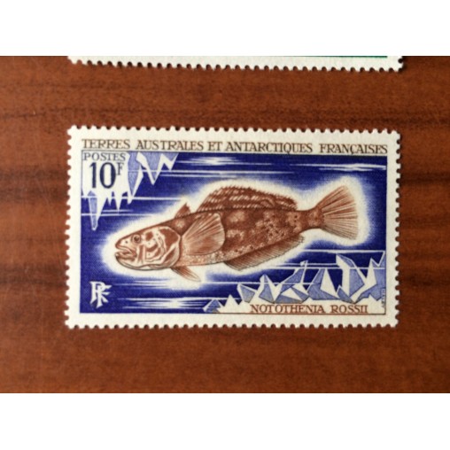 TAAF Yvert Num 35 Poissons fish  ANNEE 1971