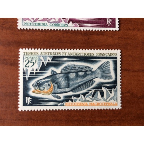 TAAF Yvert Num 37 Poissons fish  ANNEE 1971